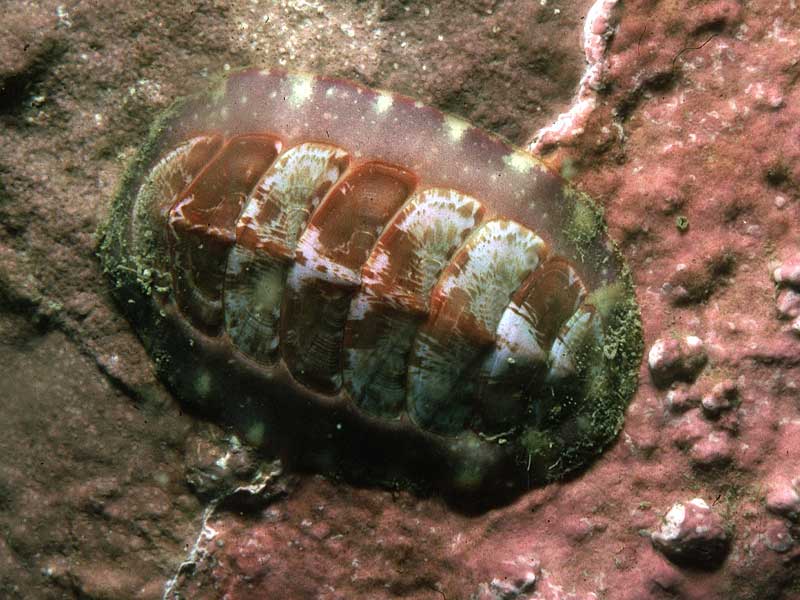 Tonicella marmorea